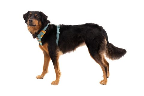 Szelki dla psa Ruffwear Front Range Harness XS - spring mountains